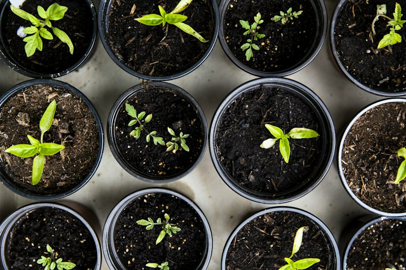 Green botanical sprout in soil